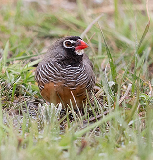 African Quailfinch male